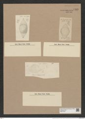 Craspedodiscus rhombicus Grun. (de-Toni-Nr.: Genus 201, Species 4834) Zeichnungen Sammlung Grunow Nr. 8500 (NHMW-BOT-W0377974)